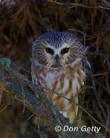 Saw-whet Owl