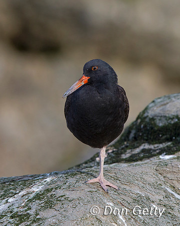 Black Oystercatcher