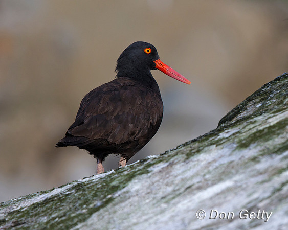 Black Oystercatcher