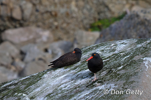 Black Oystercatcher