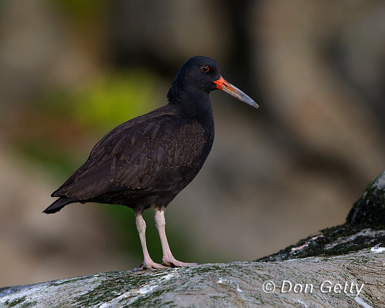 Black Oystercatcher