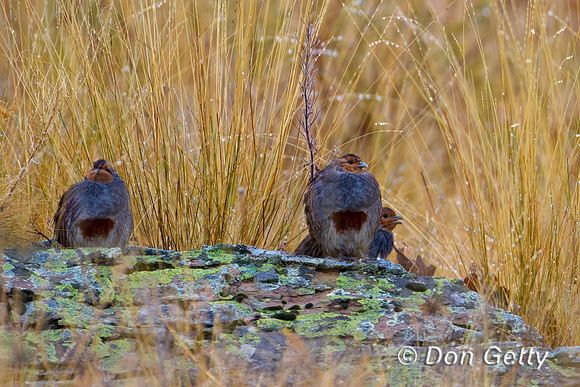 Gray Partridge