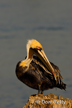 Brown Pelican