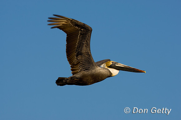 Brown Pelican