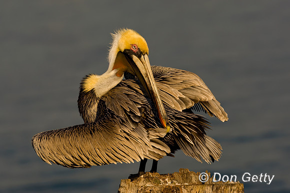 Brown Pelican
