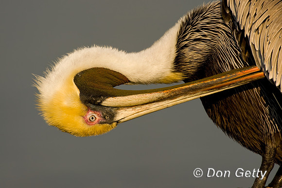 Brown Pelican