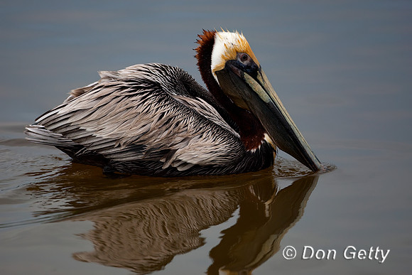 Brown Pelican