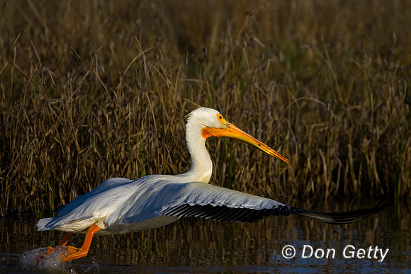 Pelican Wht_R8D3465