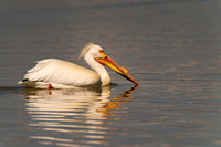 American White Pelican