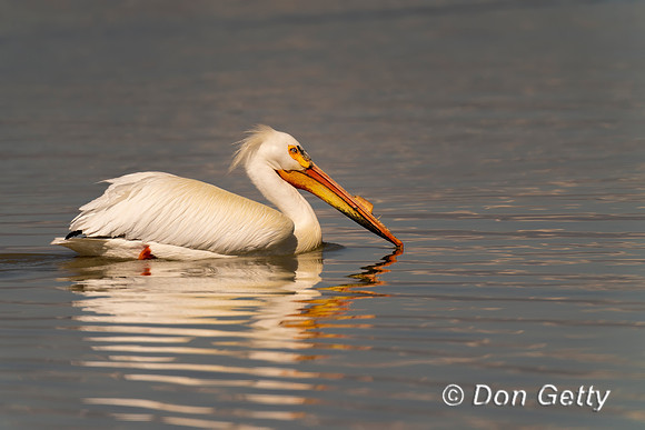 American White Pelican