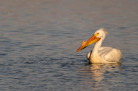 American White Pelican