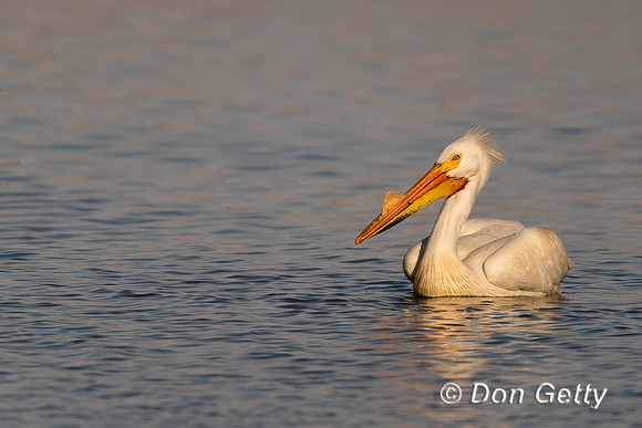 American White Pelican