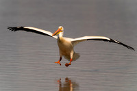 American White Pelican