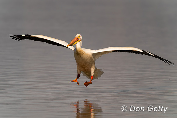 American White Pelican