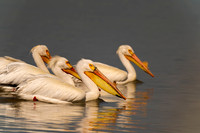 American White Pelican