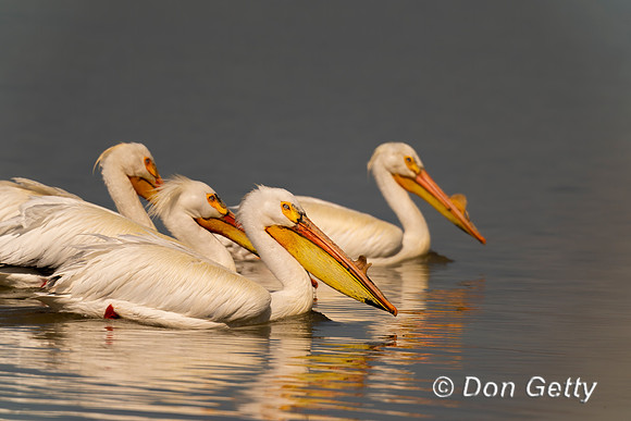 American White Pelican