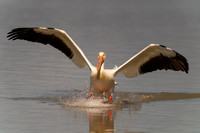 American White Pelican