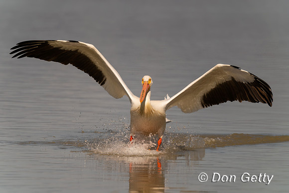 American White Pelican
