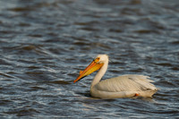 American White Pelican