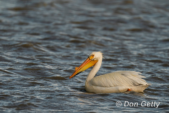 American White Pelican