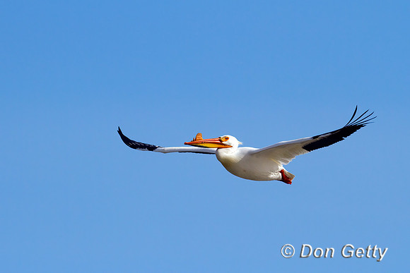 American White Pelican