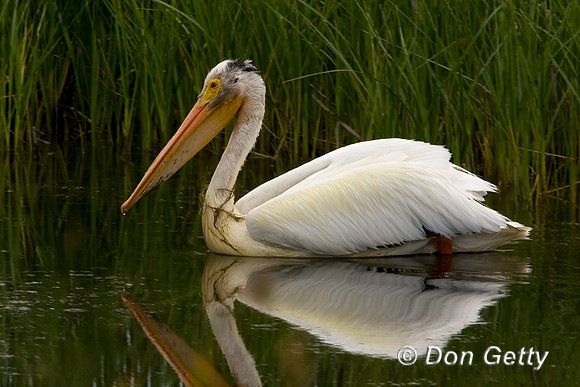 American White Pelican