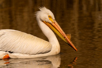 American White Pelican