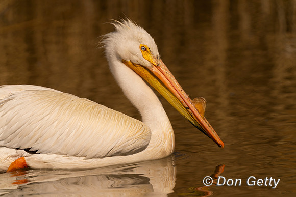 American White Pelican