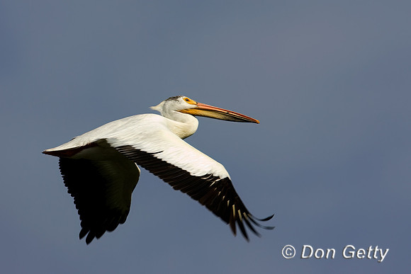 American White Pelican