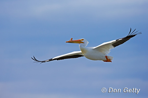 American White Pelican