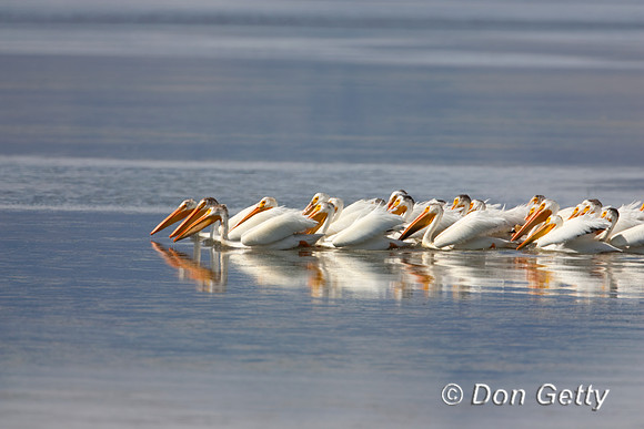 American White Pelican
