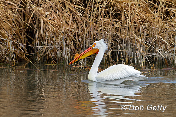 American White Pelican
