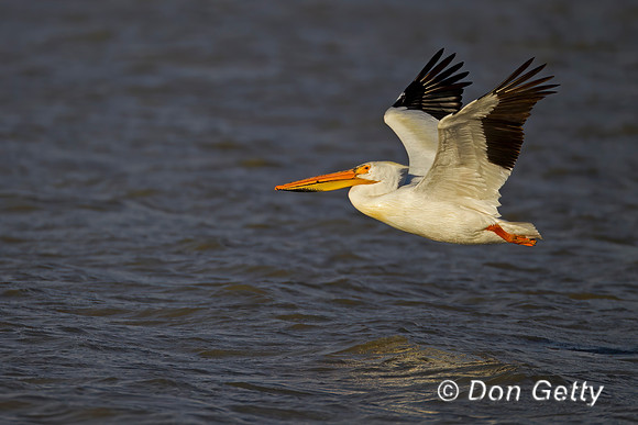 American White Pelican