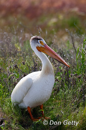 American White Pelican