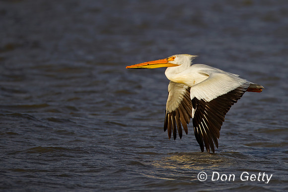 American White Pelican