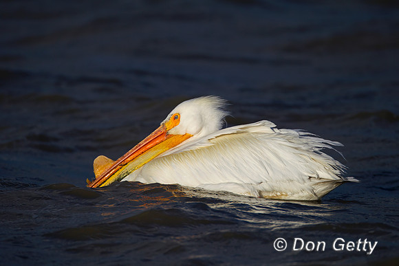 American White Pelican