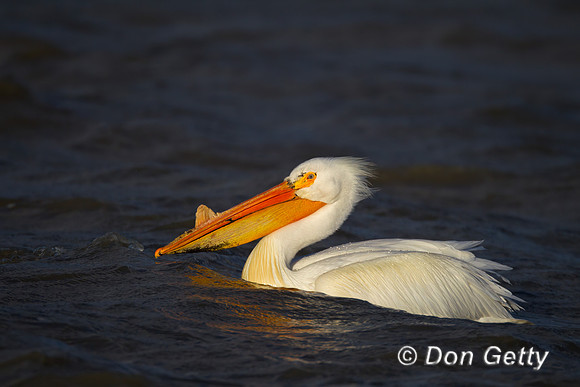 American White Pelican
