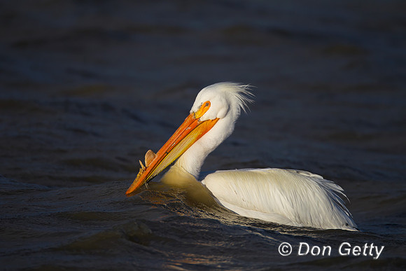 American White Pelican