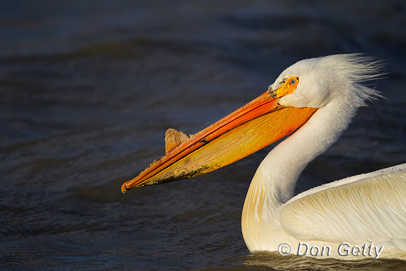 American White Pelican