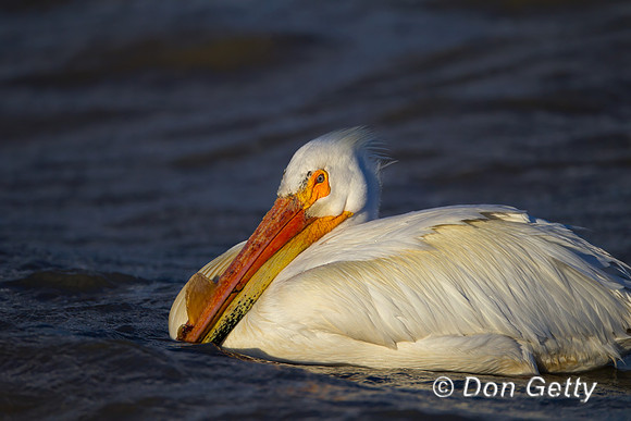American White Pelican
