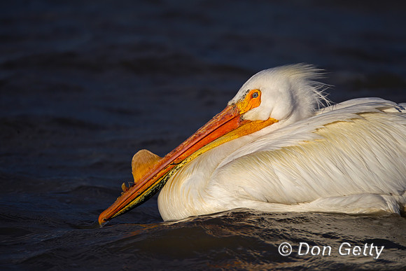 American White Pelican