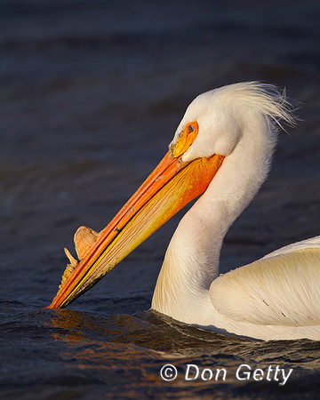 American White Pelican