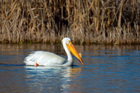 American White Pelican