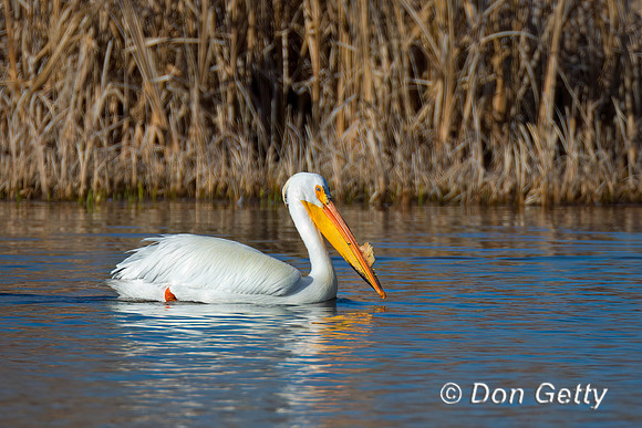American White Pelican