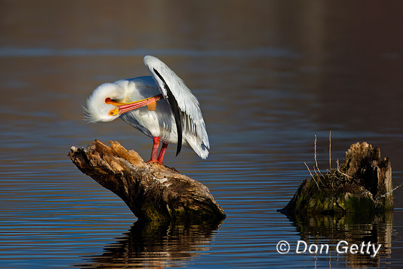 American White Pelican