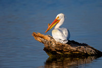 American White Pelican