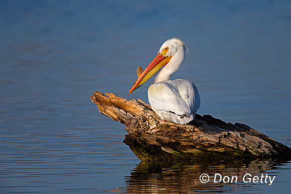 American White Pelican