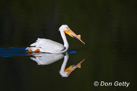 American White Pelican