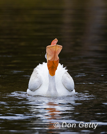 American White Pelican