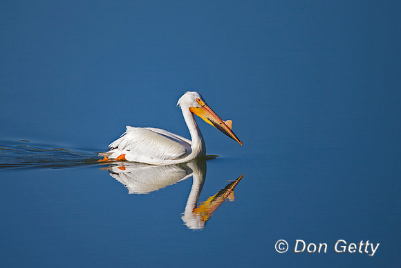 American White Pelican